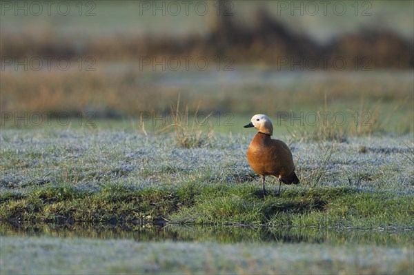 Ruddy shelduck (Tadorna ferruginea), male, in a meadow, Dingdener Heide nature reserve, North Rhine-Westphalia, Germany, Europe