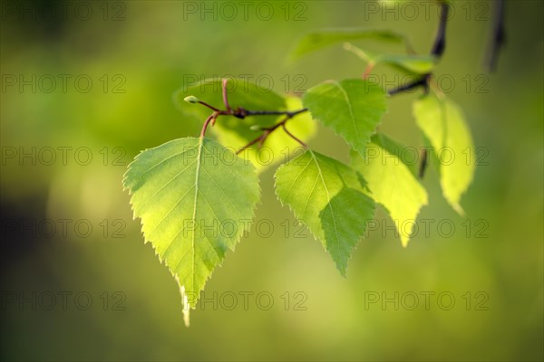 Common birch (Betula pendula), leaves in spring, fresh foliage, in morning light, Duisburg, Ruhr area, North Rhine-Westphalia, Germany, Europe