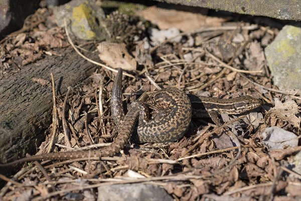 Common wall lizard (Podarcis muralis), pair, copulating, in an old railway track, Landschaftspark Duisburg Nord, Ruhr area, North Rhine-Westphalia, Germany, Europe