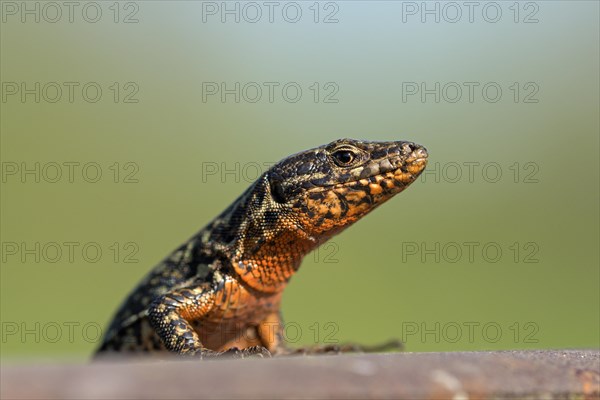 Common wall lizard (Podarcis muralis), adult male, in mating dress, sitting on a rail, in an old railway track, looking attentively, portrait, Landschaftspark Duisburg Nord, Ruhr area, North Rhine-Westphalia, Germany, Europe
