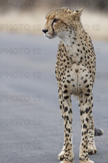 Cheetah (Acinonyx jubatus), adult, standing on the tarred road, alert, early in the morning, animal portrait, Kruger National Park, South Africa, Africa