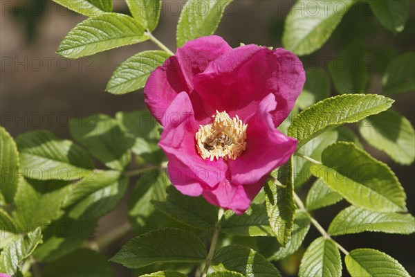 European honey bee (Apis mellifera) on rugosa rose (Rosa Rugosa), North Rhine-Westphalia, Germany, Europe