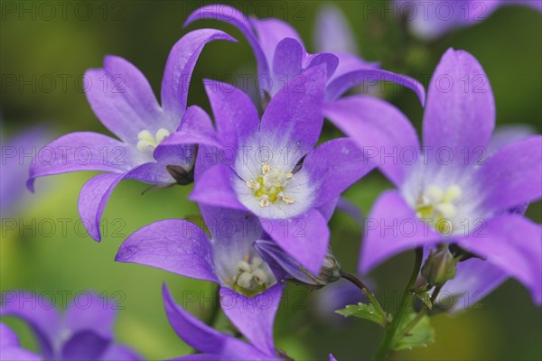 Bellflower (Campanula), North Rhine-Westphalia, Germany, Europe