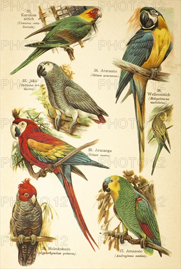 Carolina Parakeet (Conurus carolinensis), Jaco or african grey parrot (Psittacus erithacus), Ararauna or blue and yellow macaw (Ara ararauna), Aracanga (Sittace macao), gang-gang cockatoo (Callocephalon fimbriatum), Amazon (Androglossa aestiva), Birds of the World, historical illustration 1890