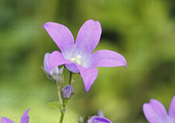 Bellflower (Campanula), North Rhine-Westphalia, Germany, Europe