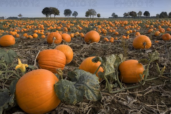 Pumpkin patch Hagenburg Steinhude Lower Saxony Germany