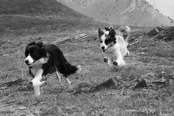 Two Border Collies running joyfully on a grassy field in a dynamic and playful scene, Amazing Dogs in the Nature