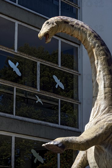 Dinosaur Apatosaurus, deceptive lizard, life-size replica in front of Hermann Hoffmann Academy, Justus Liebig University JLU, Old Town, Giessen, Giessen, Hesse, Germany, Europe