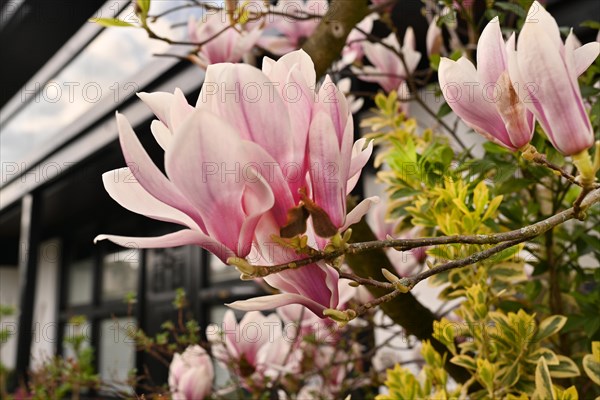 Iserlohn. Thanks to the climate change, early spring has come earlier than usual. The flowering plants in the front gardens are already showing their splendour. Thanks to climate change, early spring is coming earlier than usual this year