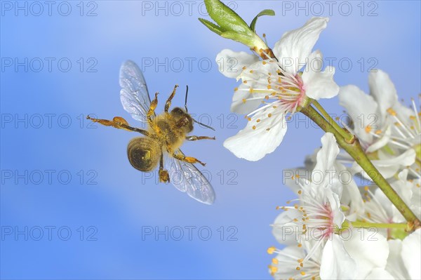 European honey bee (Apis mellifera) bee in flight at the blossom of the heckendorn, blackthorn (Prunus spinosa), wild fruit tree, large-fruited blackthorn, high-speed aerial photograph, spring, wildlife, insects, Siegerland, North Rhine-Westphalia, Germany, Europe