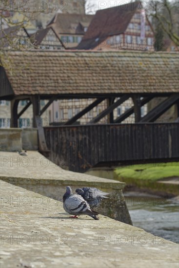 Sulfer Steg, city pigeons, pigeon, pigeon, Kocher valley, Kocher, half-timbered house, old town, schwaebisch hall, hohenlohe, heilbronn-franken, baden-wuerttemberg, germany