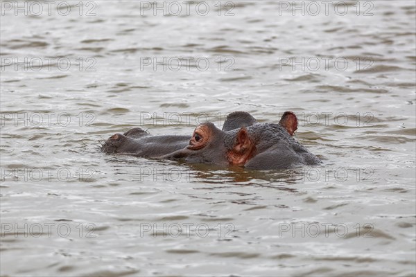 Hippopotamus (Hippopotamus amphibius), adult in water, head close-up, Sunset Dam, Kruger National Park, South Africa, Africa