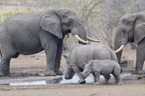 African bush elephants (Loxodonta africana) and Southern white rhinoceroses (Ceratotherium simum simum), elephant bulls and adult female rhino, drinking together at waterhole, while a fearful young rhino stands next to his mother, Kruger National Park, South Africa, Africa