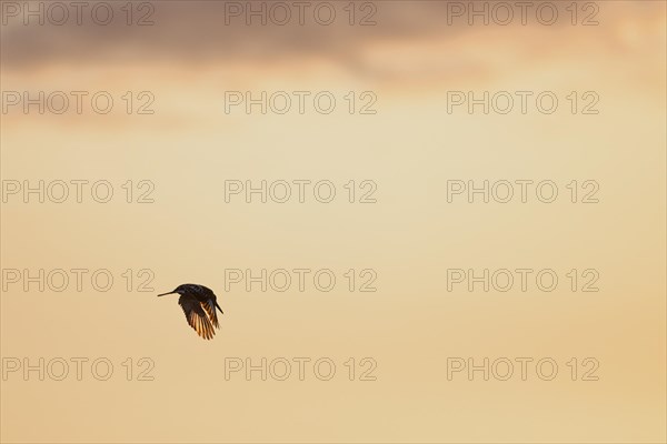 Pied kingfisher (Ceryle rudis), adult bird, in flight, in the morning light, Kruger National Park, South Africa, Africa