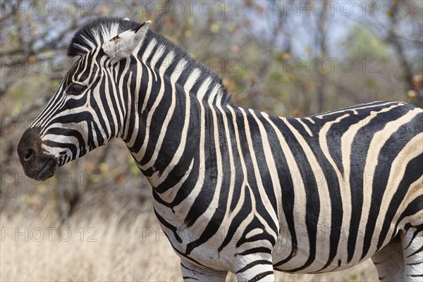 Burchell's zebra (Equus quagga burchellii), adult male standing in dry grass, animal portrait, Kruger National Park, South Africa, Africa