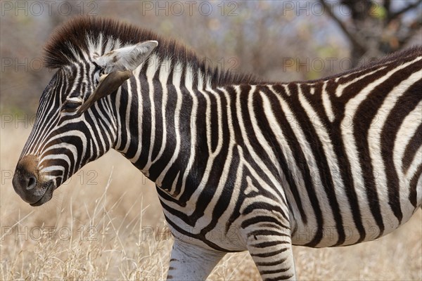 Burchell's zebra (Equus quagga burchellii), zebra foal standing in dry grass, with red-billed oxpecker (Buphagus erythrorynchus) hanging on its ear, feeding, Kruger National Park, South Africa, Africa