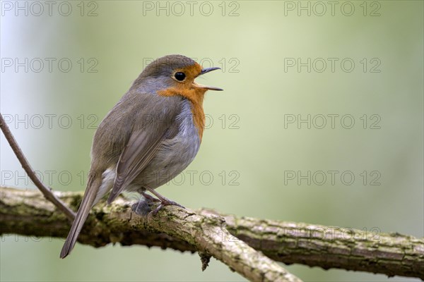 European robin (Erithacus rubecula), adult bird, singing, mating season, Ruhraue, Muelheim, Ruhr area, North Rhine-Westphalia, Germany, Europe