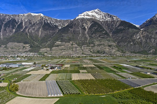 Fields and plantations for the cultivation of fruit and vegetables under the snow-covered summit of Grand Chavalard in the Rhone Valley, Charrat, Valais, Switzerland, Europe