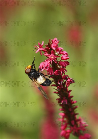 Pellucid fly (Volucella pellucens), on candle knotweed (Polygonum amplexicaule) North Rhine-Westphalia, Germany, Europe