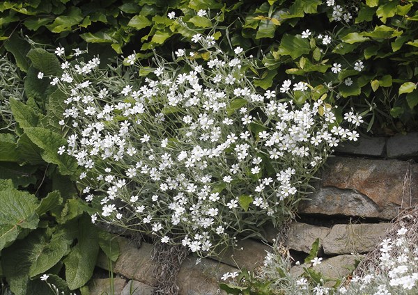 Field chickweed (Cerastium arvense), in flower, North Rhine-Westphalia, Germany, Europe