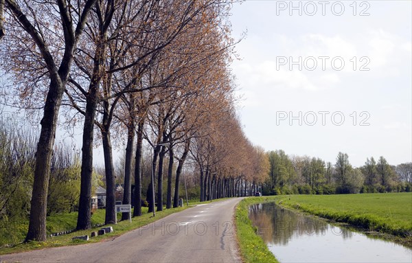 Tree lined road and canal springtime, Maasluis, Netherlands