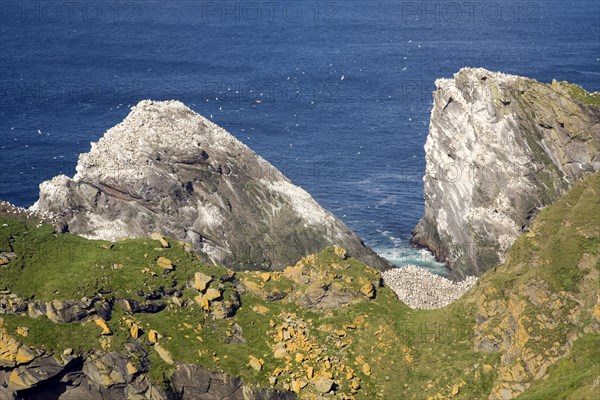 Northern Gannet bird colony, Morus bassanus, The Greing stacks, Hermaness, Unst, Shetland Islands, Scotland, United Kingdom, Europe