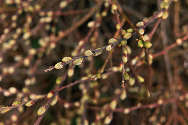 Iserlohn. Thanks to the climate change, early spring has come earlier than usual. The flowering plants in the front gardens are already showing their splendour. Thanks to climate change, early spring is coming earlier than usual this year