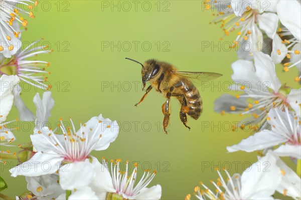 European honey bee (Apis mellifera) bee in flight at the blossom of the heckendorn, blackthorn (Prunus spinosa), wild fruit tree, large-fruited blackthorn, high-speed aerial photograph, spring, wildlife, insects, Siegerland, North Rhine-Westphalia, Germany, Europe