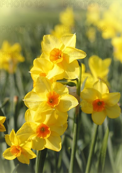 Yellow-orange daffodils (Narcissus), North Rhine-Westphalia, Germany, Europe