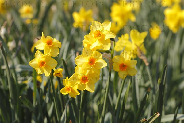 Yellow-orange daffodils (Narcissus), North Rhine-Westphalia, GermanyNorth Rhine-Westphalia, Germany, Europe