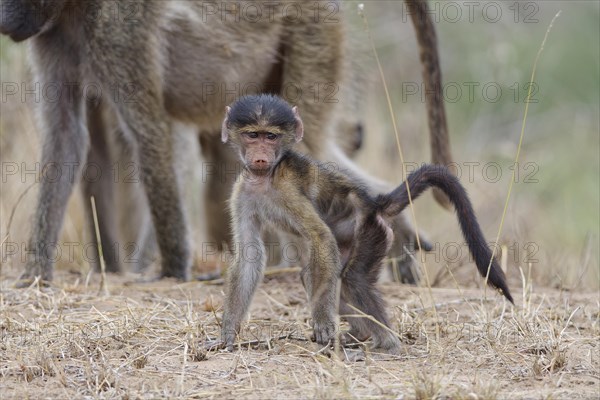 Chacma baboon (Papio ursinus), young monkey standing on all fours, looking at camera, eye contact, Kruger National Park, South Africa, Africa