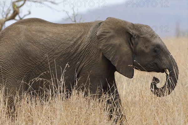 African bush elephant (Loxodonta africana), elephant calf walking in tall dry grass, foraging, Kruger National Park, South Africa, Africa