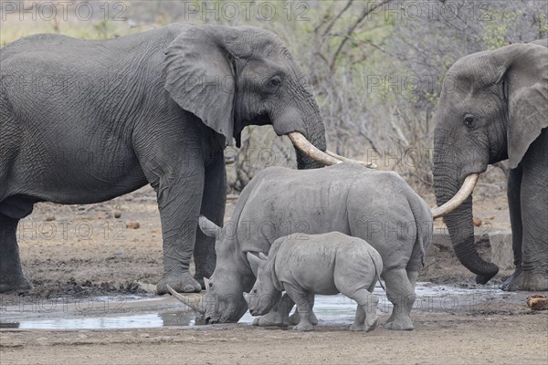 African bush elephants (Loxodonta africana), adult males, with Southern white rhinoceroses (Ceratotherium simum simum), adult female with young rhino, drinking together at waterhole, Kruger National Park, South Africa, Africa