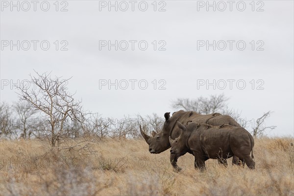 Southern white rhinoceroses (Ceratotherium simum simum), adult female with young walking in tall dry grass, African savanna, Kruger National Park, South Africa, Africa