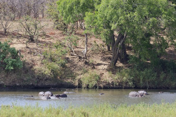 Hippopotamuses (Hippopotamus amphibius), herd in water, bathing in the Olifants River, Kruger National Park, South Africa, Africa
