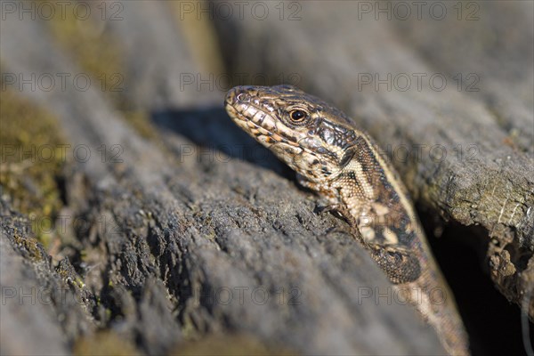 Common wall lizard (Podarcis muralis), adult female, looking out of her hiding place, in an old railway track, portrait, Landschaftspark Duisburg Nord, Ruhr area, North Rhine-Westphalia, Germany, Europe