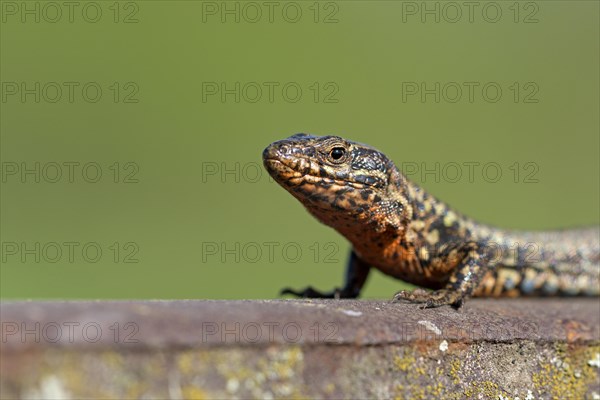 Common wall lizard (Podarcis muralis), adult male, in mating dress, sitting on a rail, in an old railway track, portrait, Landschaftspark Duisburg Nord, Ruhr area, North Rhine-Westphalia, Germany, Europe