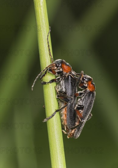 Soldier beetle (Cantharis fusca) mating, Valais, Switzerland, Europe