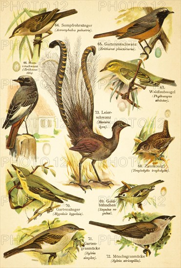 Marsh warbler (Acrocephalus palustris), common redstart (Phoenicurus phoenicurus), black redstart (Phoenicurus ochruros), wood warbler (Phylloscopus sibilator), wren (Troglodytes troglodytes), Goldcrest (Regulusregulus), Garden Warbler (Hypolais hypolais), Lyrebird (Menura lyra), Garden Warbler (Sylvia simplex), Blackcap (Sylvia atricapilla) Birds of the World, historical illustration 1890