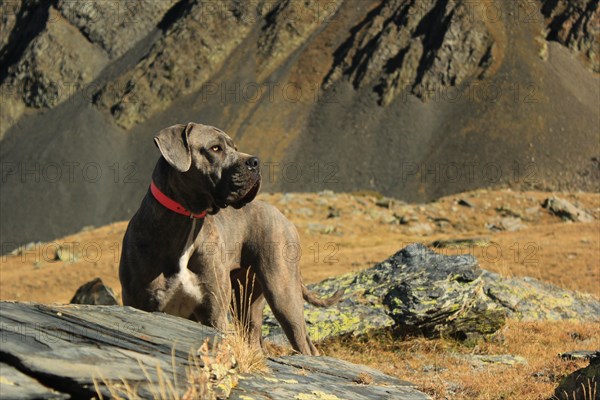 A large dog with a collar standing on rocky mountain terrain under sunlight, Amazing Dogs in the Nature