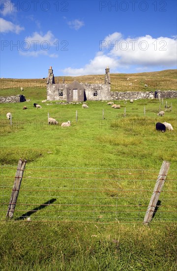 Derelict abandoned croft house with sheep grazing, Dale of Walls, Mainland, Shetland Islands, Scotland, United Kingdom, Europe