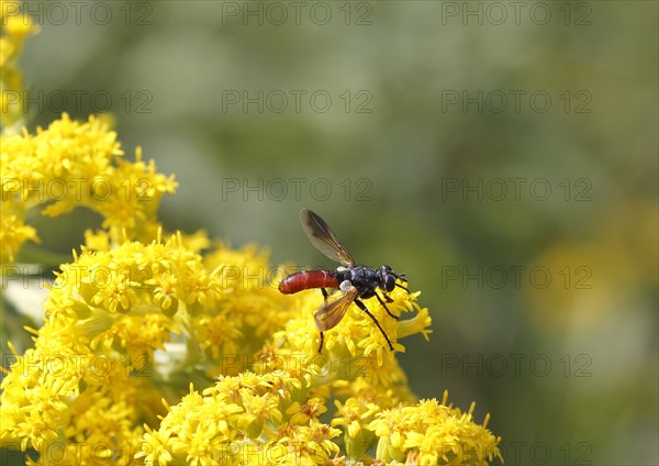 Bicoloured caterpillar fly (Cylindromyia bicolor), on goldenrod (Solidago), North Rhine-Westphalia, Germany, Europe