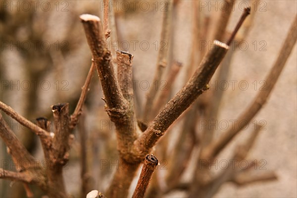 Iserlohn. Thanks to the climate change, early spring has come earlier than usual. The flowering plants in the front gardens are already showing their splendour. Thanks to climate change, early spring is coming earlier than usual this year