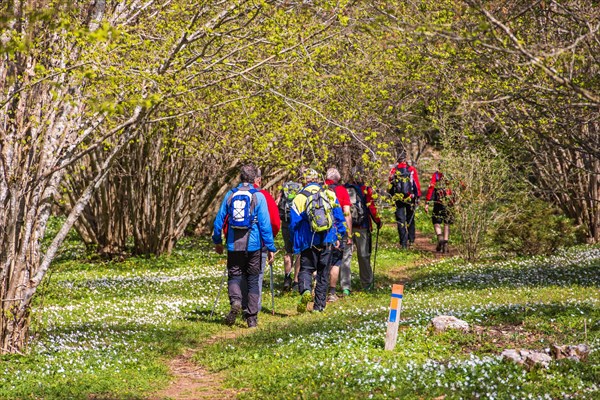 Hikers on a path in a budding hazel (Corylus avellana) tree grove and blooming wood anemone (Anemone nemorosa) a sunny spring day