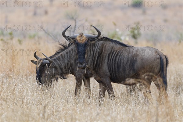 Blue wildebeests (Connochaetes taurinus), two adult gnus feeding on dry grass, Kruger National Park, South Africa, Africa
