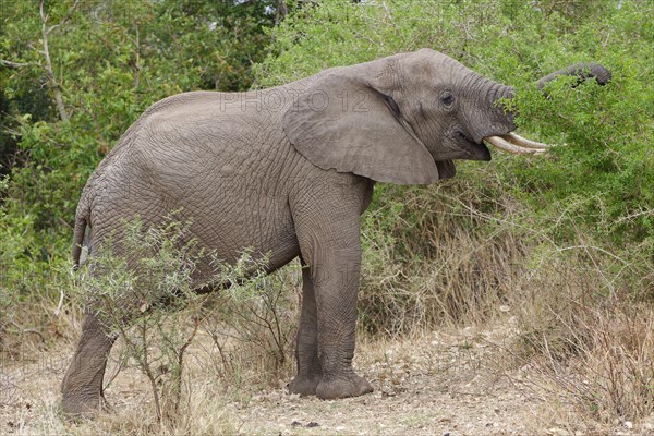 African bush elephant (Loxodonta africana), elephant bull feeding on branches of shrubs, Kruger National Park, South Africa, Africa