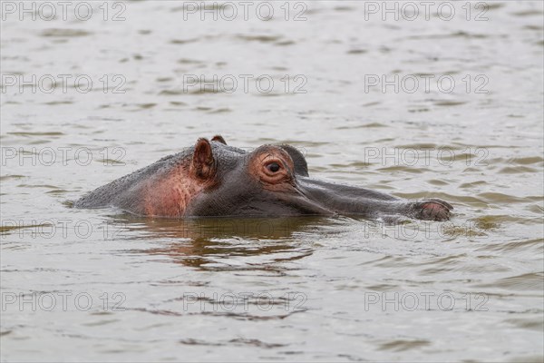 Hippopotamus (Hippopotamus amphibius), adult in water, head close-up, profile, Sunset Dam, Kruger National Park, South Africa, Africa