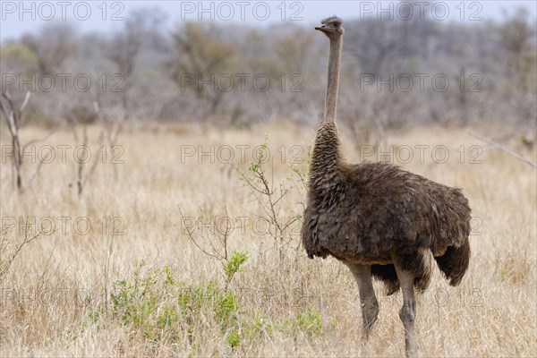 South African ostrich (Struthio camelus australis), adult female standing in dry grassland, alert, Kruger National Park, South Africa, Africa