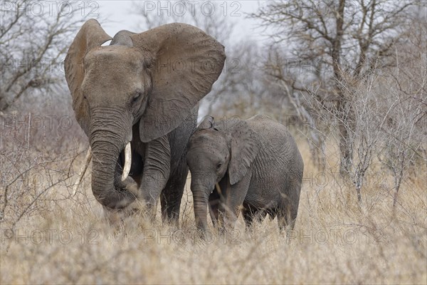 African bush elephants (Loxodonta africana), mother with a male baby feeding on dry grass in light rain, facing camera, Kruger National Park, South Africa, Africa