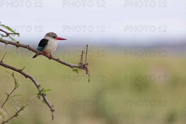 Brown-hooded kingfisher (Halcyon albiventris), adult, perched on a branch, observing, lookout point, Kruger National Park, South Africa, Africa